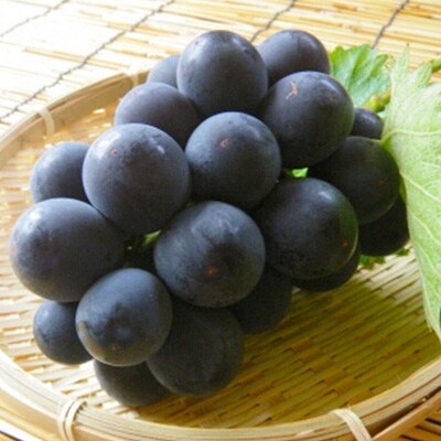 巨峰(種あり)   約2kg(4～6房)