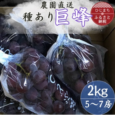 巨峰(種あり) 約2kg(5～7房)葡萄作り60年の果樹園が朝採れ厳選でお届けします