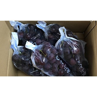 巨峰(種あり) 約2kg(4～6房)葡萄作り60年の果樹園が朝採れ厳選でお届けします