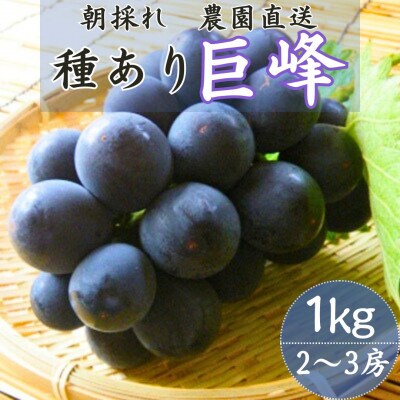 巨峰(種あり) 約1kg(2～3房)