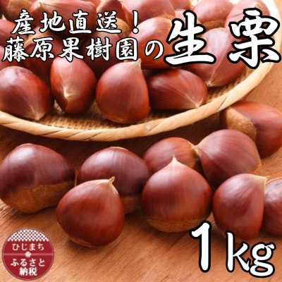 産地直送!藤原果樹園の生栗厳選1キロ