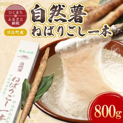 【数量限定】日出町産自然薯「ねばりごし一本」 (800g)
