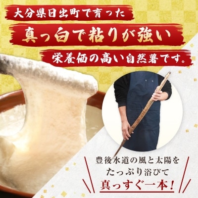 【数量限定】日出町産自然薯「ねばりごし一本」 (800g)
