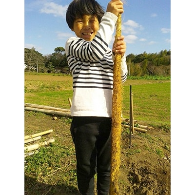 日出町産自然薯「ねばりごし一本」 (800g)