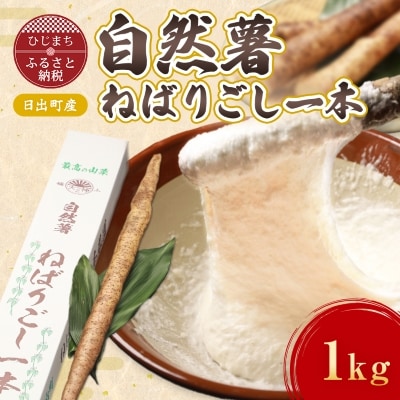 日出町産自然薯「ねばりごし一本」 (1kg)