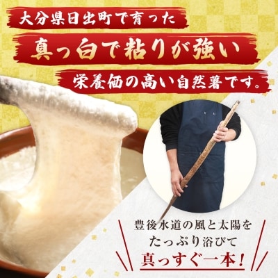日出町産自然薯「ねばりごし一本」 (1kg)
