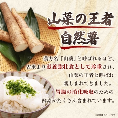 日出町産自然薯「ねばりごし一本」 (1kg)