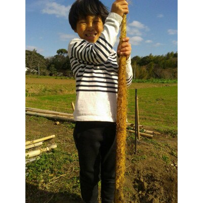 日出町産自然薯「ねばりごし一本」 11月15日より発送(800g)
