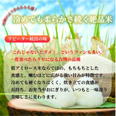 【令和8年産】ミルキープリンセス 10kg