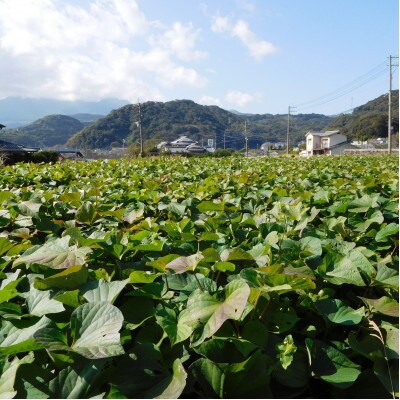 大分県日出町産【甘～いしっとりタイプのスイーツ系ほしいも】100g×6袋(紅はるか使用)