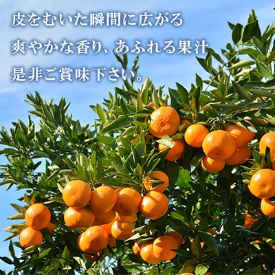 温州みかん約7キロ