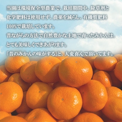 温州みかん約7キロ