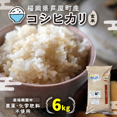 【令和6年産】玄米 農薬不使用(栽培期間中) 福岡県芦屋町産コシヒカリ〈玄米〉6kg