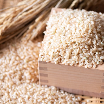 【令和6年産】コシヒカリ(玄米) 12kg 栽培期間中農薬・化学肥料不使用 福岡県芦屋町産