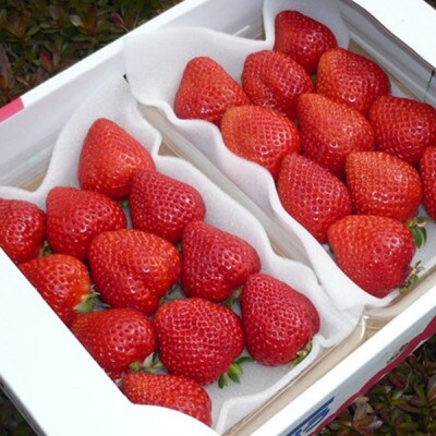 博多あまおう いちご DX(デラックス) 270g×2パック