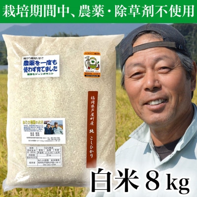 【令和6年産】コシヒカリ　農薬不使用(栽培期間中) 福岡県芦屋町産 白米8kg