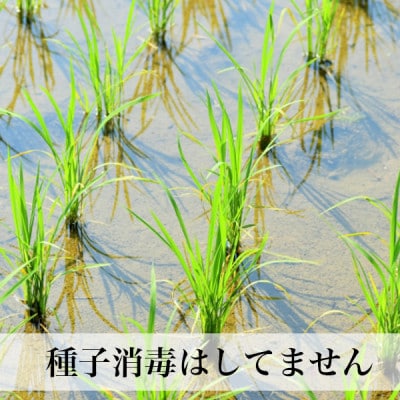 【令和7年産】玄米 農薬不使用(栽培期間中)  福岡県芦屋町産コシヒカリ 〈玄米〉5kg