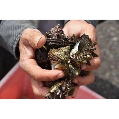 新鮮 姫サザエ 約1.2kg入り