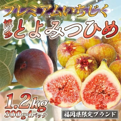 2026年8月上旬～10月下旬順次発送 福岡県ブランドいちじく とよみつひめ 300g×4P 芦屋町