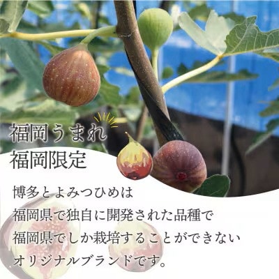2026年8月上旬～10月下旬順次発送 福岡県ブランドいちじく とよみつひめ 300g×4P 芦屋町