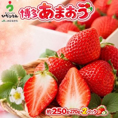【2027年2月上旬～4月下旬発送予定】博多あまおう(春) 250g-270g×2パック(芦屋町)
