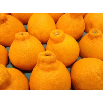 佐賀県産不知火(しらぬい) 2kg M～3Lサイズ(吉野ヶ里町)