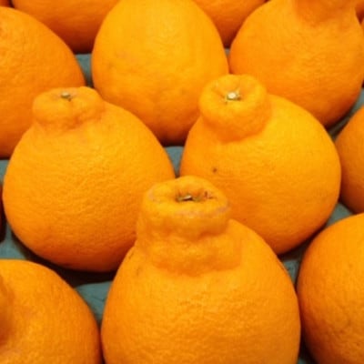 佐賀県産 不知火 約5kg (吉野ヶ里町)