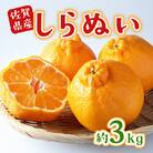 佐賀県産不知火(しらぬい) 約3kg(吉野ヶ里町)