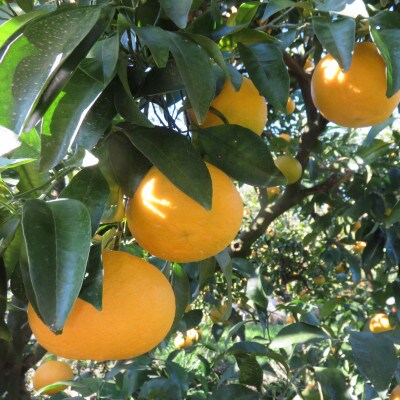 佐賀県産「甘熟甘夏」約10kg