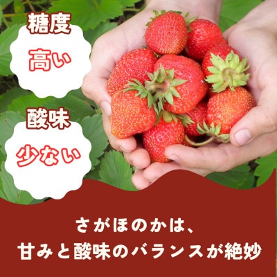 佐賀県自慢の2種!さがほのか&いちごさん 平パック4P 約1kg