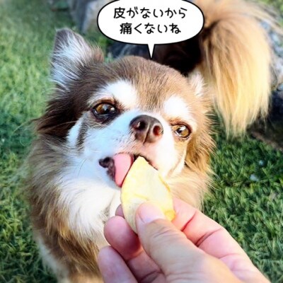 犬のおやつ お砂糖不使用ドライりんご4個