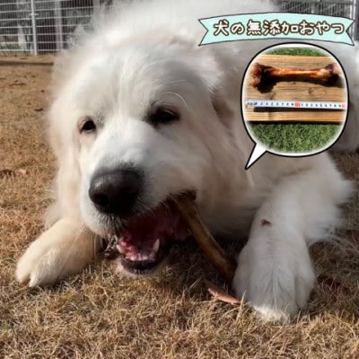 犬のおやつ☆天然いのししの骨ガム☆大型犬向け