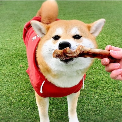 犬のおやつ☆天然いのししの骨ガム☆中型犬向け
