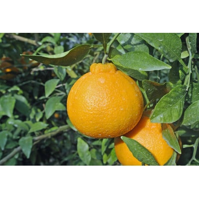 佐賀県産不知火　計約5kg(吉野ヶ里町)