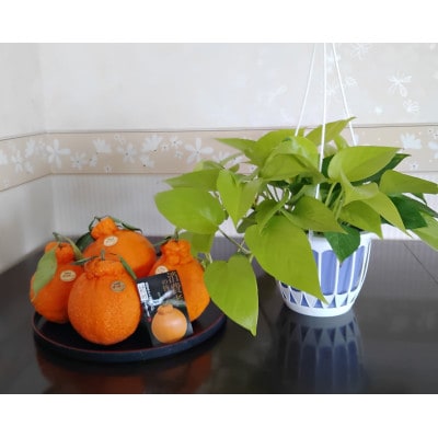 【木なり完熟】デコポン  計約3kg(吉野ヶ里町)