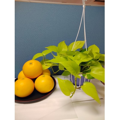 さがんルビー　計約5kg(吉野ヶ里町)