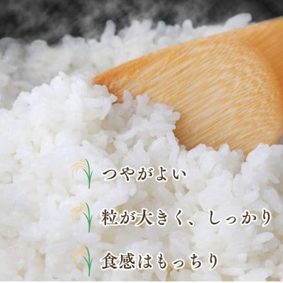 【先行予約】(新米)令和8年産 さがびより (白米) 5kg (吉野ヶ里町)
