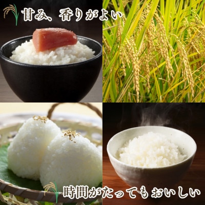 【先行予約】(新米)令和8年産 さがびより (白米) 10kg(5kg×2袋) 吉野ヶ里町