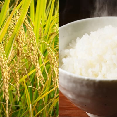 令和7年産 さがびより(白米)5kg(吉野ヶ里町)