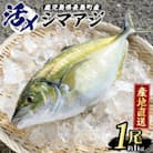 シマアジ (約1kg・1匹) 脂がのった高級魚 鯵 冷蔵 _N