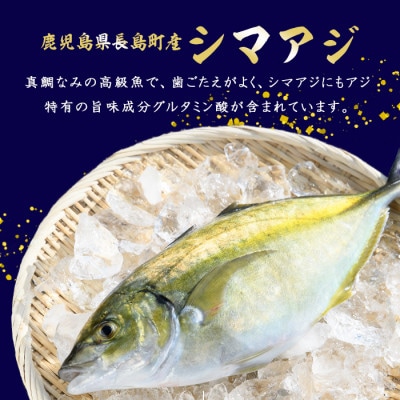シマアジ (約1kg・1匹) 脂がのった高級魚 鯵 冷蔵 _N