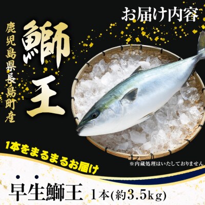 テレビで紹介ぶりの王様 「鰤王」 新物 鰤王 ラウンド 約3.5kg 【JFA】_jfa-1227