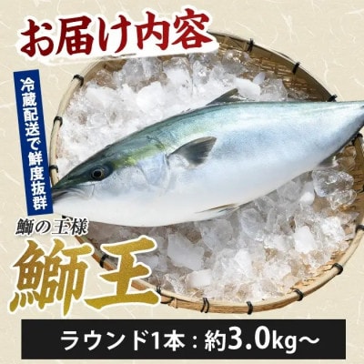 【新物】鰤王ラウンド(約3.0㎏)_jfa-7114R8