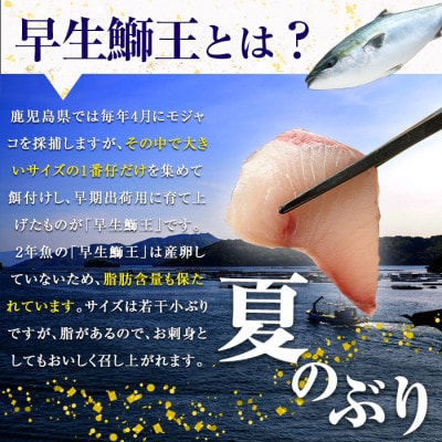 テレビで紹介ぶりの王様 「鰤王」 新物 鰤王 ロイン 2節 約750g 【JFA】_jfa-1482