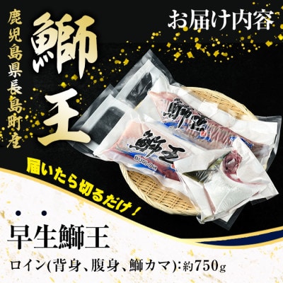 テレビで紹介ぶりの王様 「鰤王」 新物 鰤王 ロイン 2節 約750g 【JFA】_jfa-1482