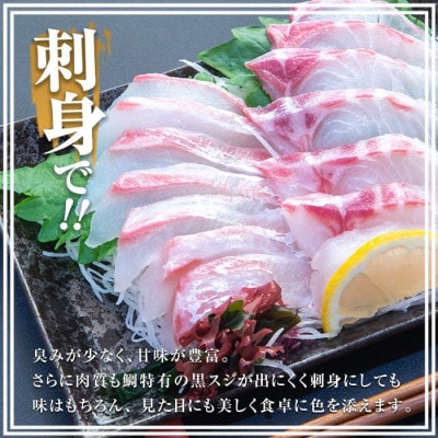 長島町特産 「鯛王」 スキンレスロイン 8節入り 約1.0kg 【JFA】 jfa-1358 R7