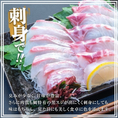 お刺身用 ロイン 2種 詰め合わせ 約900g 鯛王 シマアジ 【JFA】jfa-1499