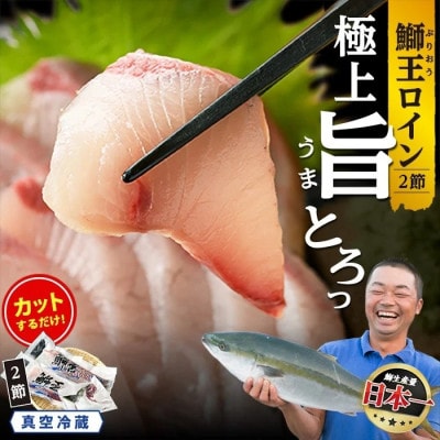 テレビで紹介ぶりの王様! 「鰤王」ロイン 2節 【JFA】jfa-1484