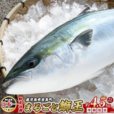 テレビで紹介ぶりの王様! 「鰤王」鰤王 ラウンド 約4.5kg【JFA】jfa-1260