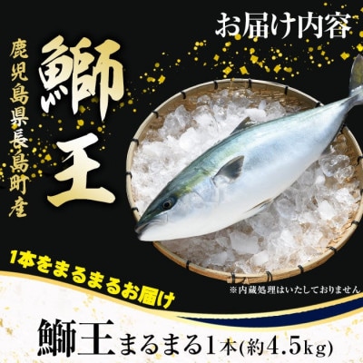 テレビで紹介ぶりの王様! 「鰤王」鰤王 ラウンド 約4.5kg【JFA】jfa-1260